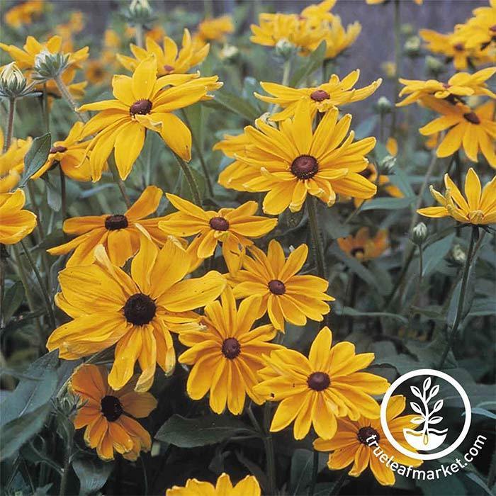 Rudbeckia Indian Summer Seeds