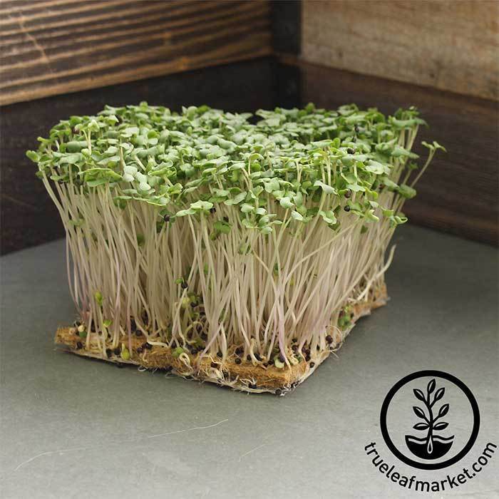 Rutabaga - American Purple Top - Microgreens Seeds