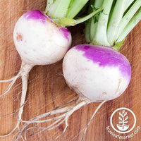 Rutabaga - American Purple Top - Microgreens Seeds