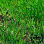 Winter Rye - Organic - Cover Crop Seeds