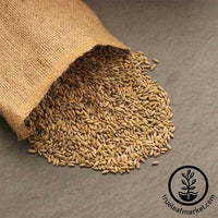Organic Rye Grain Seed Bulk for Sale
