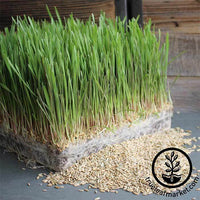 Rye - Winter (Organic) - Grass Seeds