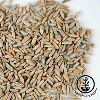 Close Up - Organic Rye Grain Seeds