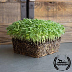 Sage Herb Seeds - Organic Microgreens Seeds