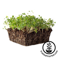 burnet salad herb microgreens white background