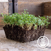 burnet salad herb microgreens