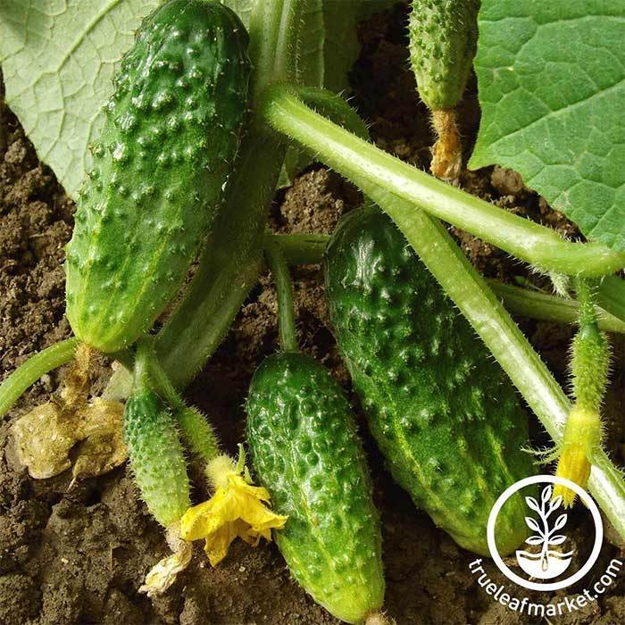 Organic Non-GMO Minime F1 Cucumber