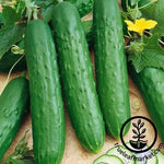 Saladmore Bush Hybrid F1 Cucumber Seeds - Non-GMO