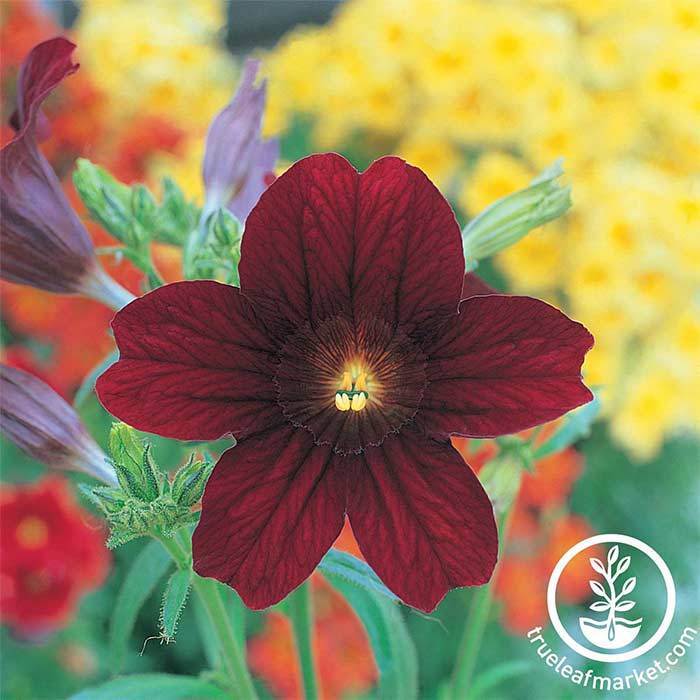 Chocolate Salpiglossis - Royale Series