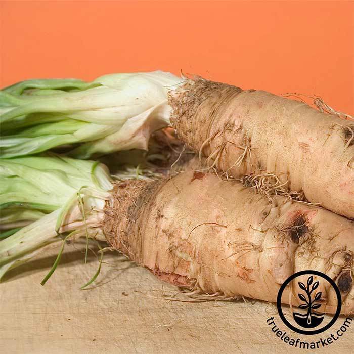 Salsify Sandwich Island Seeds