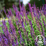 Salvia Queen Series Rose Seed