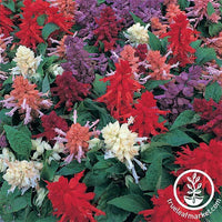Salvia Sizzler Series Mix Seed