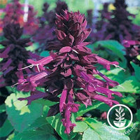 Salvia Sizzler Series Purple Seed