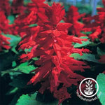 Salvia Sizzler Series Red Seed