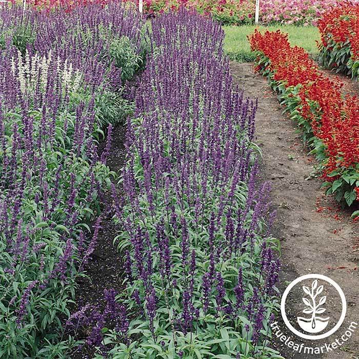 Salvia Victoria Series Blue Seed