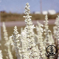 Salvia Victoria Series White Seed