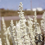 Salvia Victoria Series White Seed