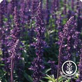 Salvia Evolution Violet Blue Seed