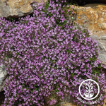 Saponaria Seeds - Rock Soapwort