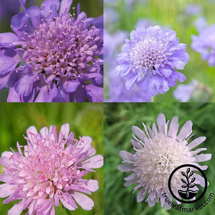 HiGro Scabiosa Mix Seeds