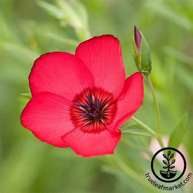 Scarlet Flax Flower Seed