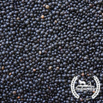 Black Organic Lentil Seeds