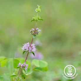 Mint Seeds - Pennyroyal