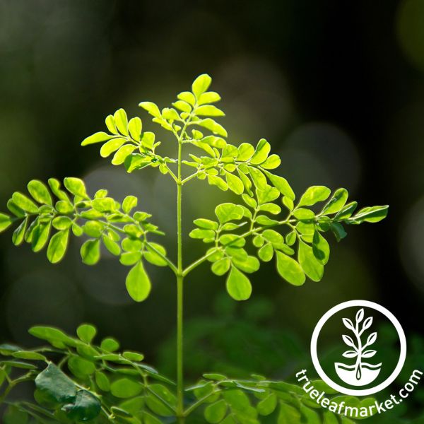 Moringa Seeds Growing