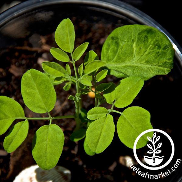 moringa seeds for planting