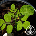 Moringa Seeds Sapling