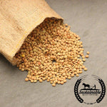 Organic Green Lentil Seeds