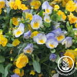Pansy Seeds - Cool Wave Series Pastel Mix