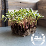 Red Storm Sunflower Seeds - Organic - Microgreens Seeds