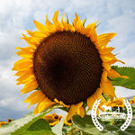 Red Storm Sunflower Seeds - Organic - Grown Flower