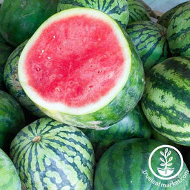 Watermelon Seeds - Tasty Seedless Hybrid
