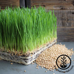 Organic Wheat Grass Seeds