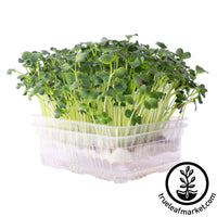 self watering kit microgreens white background