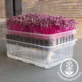 self watering trays amaranth