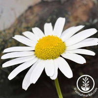 Non GMO Planting Daisy Flower Seed