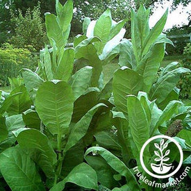 Sherazi Tobacco Seeds