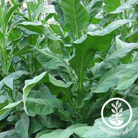 Shirey Tobacco Seeds