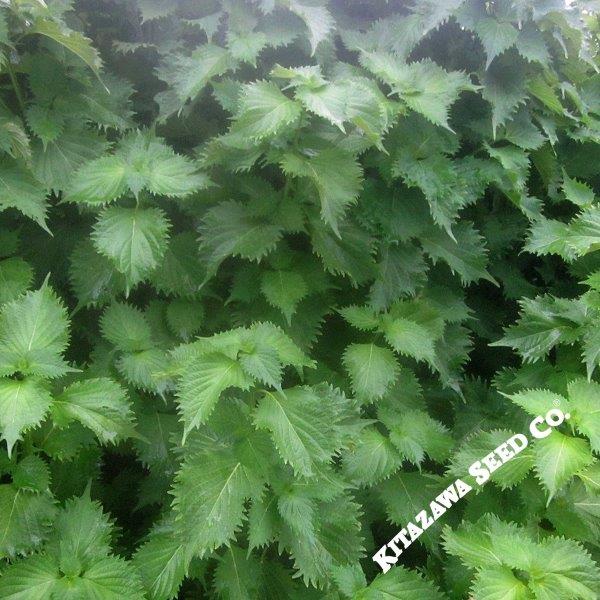 Shiso Herb Seeds (Perilla), Green Ohba Ao Shiso | Heirloom Asian Leaf Market