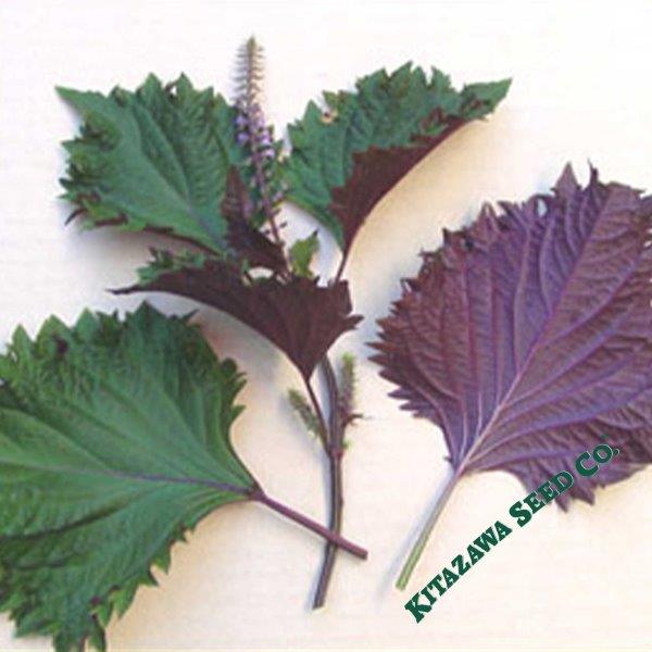 Shiso Herb Seeds (Perilla) - Hojiso