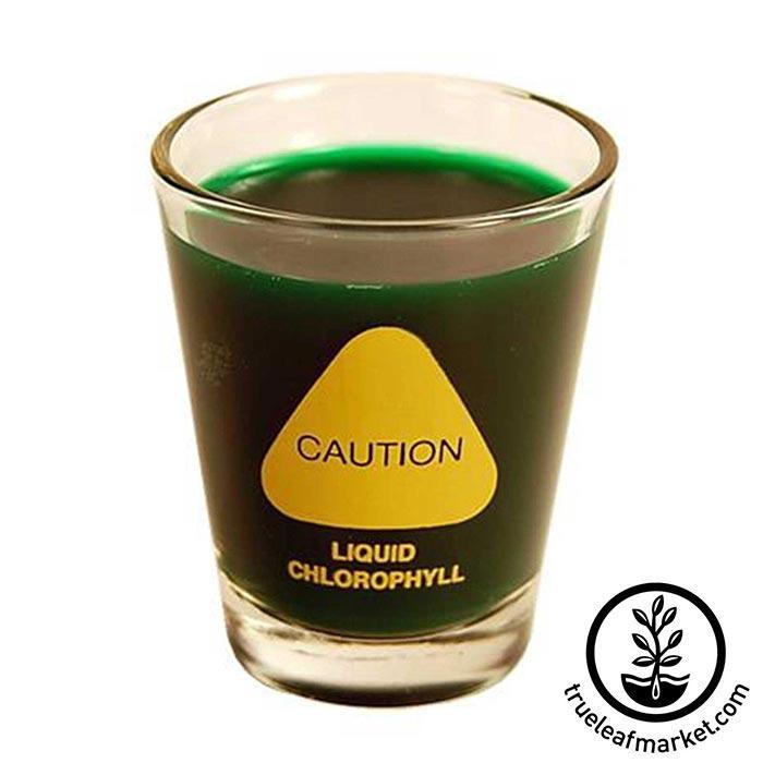 Wheatgrass Shot Glass - Caution Liquid Chlorophyll