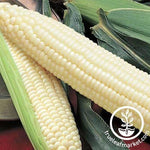 Silver Queen Hybrid Sweet Corn Seeds