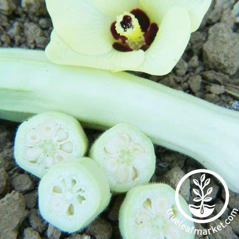 Silver Queen Okra Seeds - Non-GMO