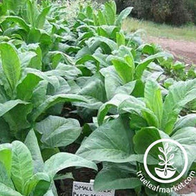 Small Stalk Black Mammoth Tobacco Seeds