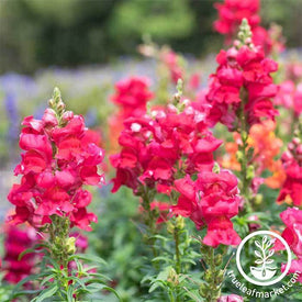 Snapdragon Floral Showers Series Crimson Seed