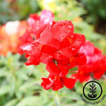 Snapdragon Floral Showers Series Deep Bronze Seed