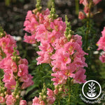 Snapdragon Floral Showers Series Deep Rose Seed